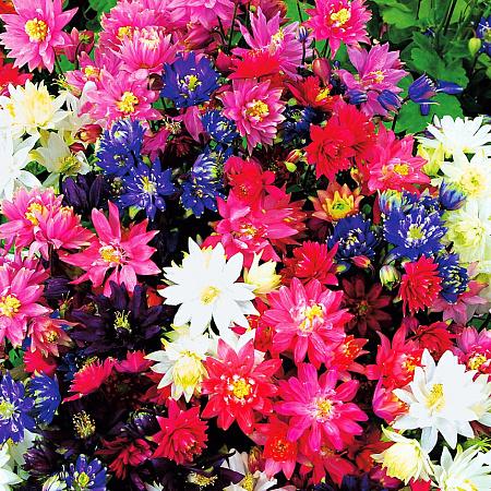 Фото Аквилегия Клементина Яркий набор