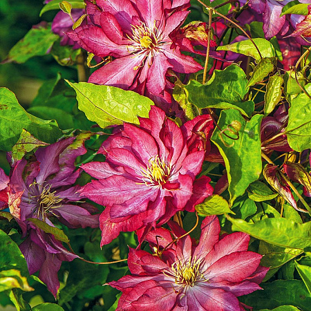 Фото Клематис Кайен