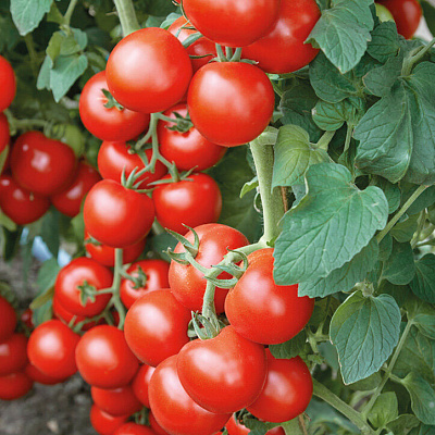 Помидор Любаша