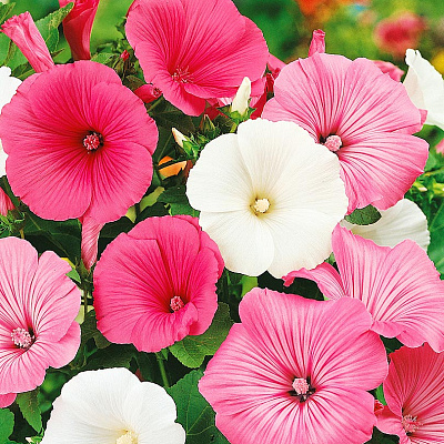 Лаватера Калейдоскоп