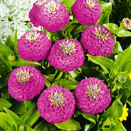 Фото Цинния Лилипут Пурпурная