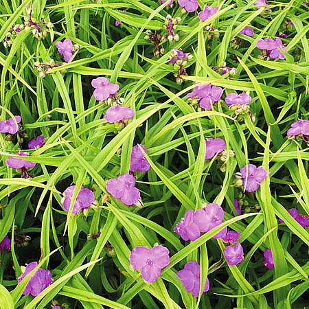 Фото Традесканция Уэгелин