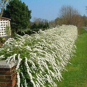 Спирея серая Грефшейм