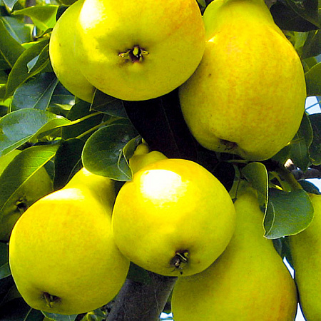 Фото Груша Заречная