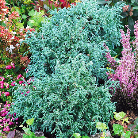 Фото Кипарисовик горохоплодный Голубой