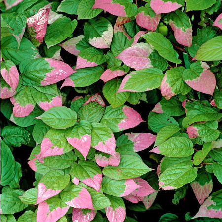 Фото Актинидия коломикта набор:Доктор Шимановский, Сентябрьская, мужской экземпляр