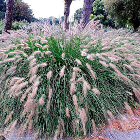 Пеннисетум лисохвостовый