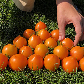 Помидор Утёнок