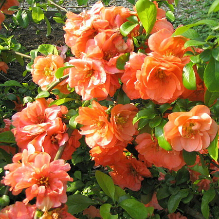 Фото Айва прекрасная Оранж Трейл