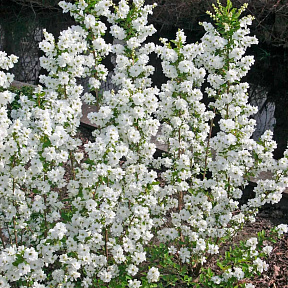 Экзохорда Мэджикал Спрингтайм