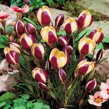 Фото Крокус Геральд