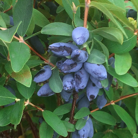 Фото Жимолость Бажовская