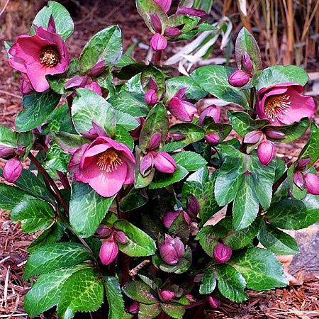 Фото Морозник Леди в красном