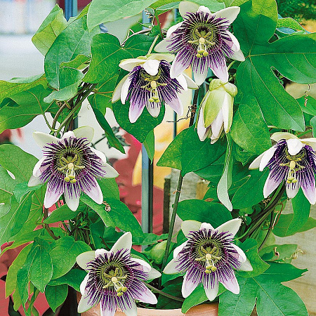 Фото Пассифлора голубая