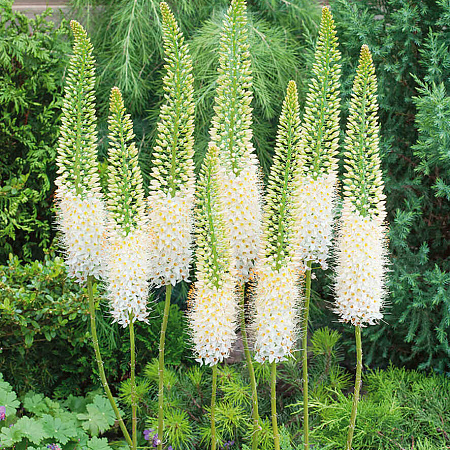 Фото Эремурус Лайн дэнс