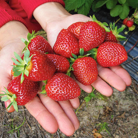Фото Земляника садовая Соловушка (в горшках)