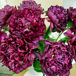 Пион травянистый Хайлайт