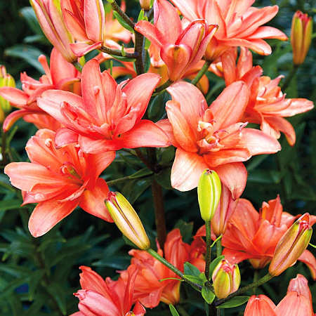 Фото Лилия махровая Латте