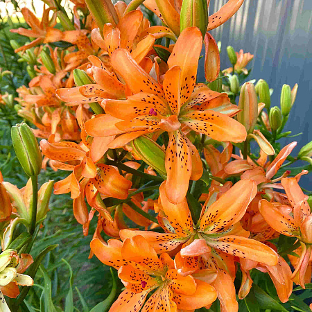 Фото Лилия азиатская махровая Маст Си