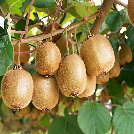 Фото Актинидия коломикта Закарпатье