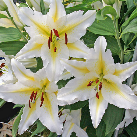 Фото Лилия восточная Баферрари