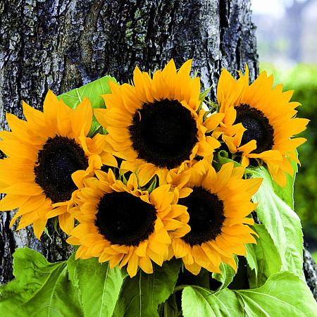 Декоративный подсолнух – солнечные цветы на садовом участке