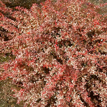 Фото Барбарис тунберга Наташа