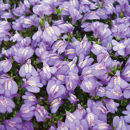 Фото Мазус ползучий