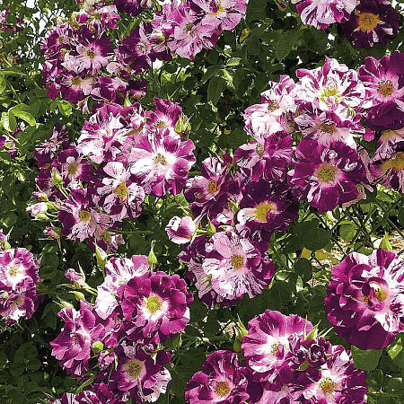 Фото Роза плетистая-клаймбер Перпл Сплэш