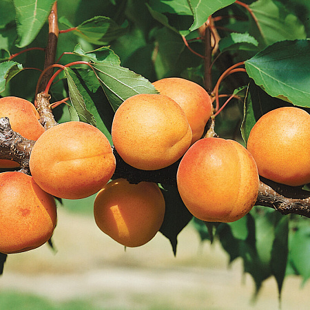 Фото Комплект полукарликовых абрикосов №4: Кичигинский, Погремок, Челябинский ранний