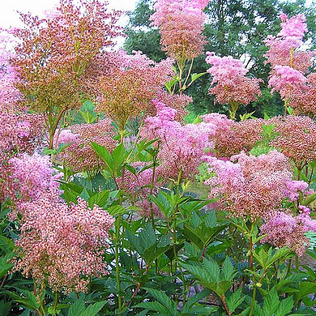 Фото Лабазник Венуста