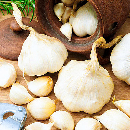 Фото Чеснок озимый Белый слон