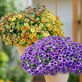 Набор петуний №1