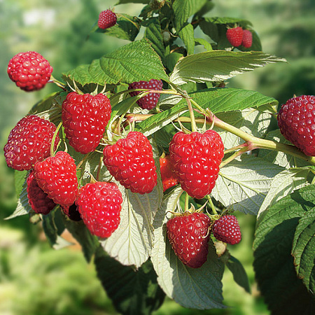 Фото Малина ремонтантная Руби Фол