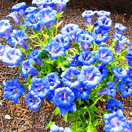 Фото Горечавка Узколистная