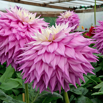 Георгин крупноцветковый Сэр Альф Рамси