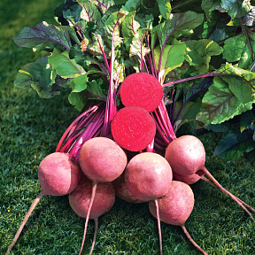 Свёкла Ред Марио