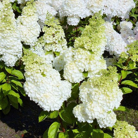 Фото Гортензия метельчатая Мэджикал Маттерхорн