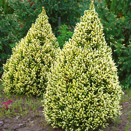 Фото Ель канадская Сан он зе скай