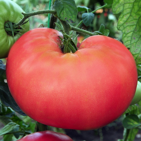 Фото Помидор Малиновый богатырь
