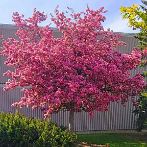 Яблоня декоративная Бренди мэджик