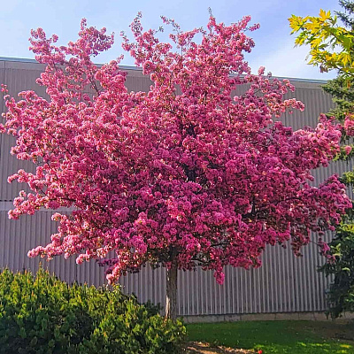 Яблоня декоративная Бренди мэджик