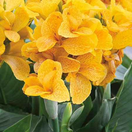 Фото Канна Тропики