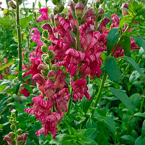 Львиный зев Фиолетовый твист