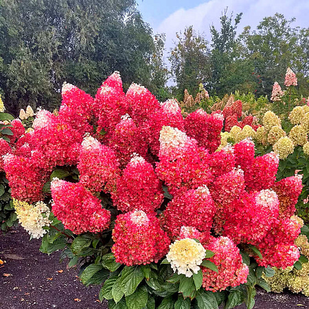 Фото Гортензия метельчатая Ред Вельвет