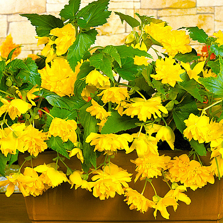 Фото Бегония ампельная Жёлтая