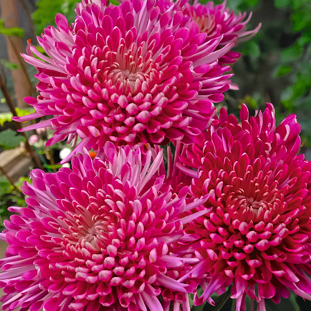 Фото Хризантема корейская Тамара