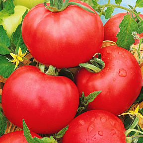 Помидор Пинк Трит F1 3шт