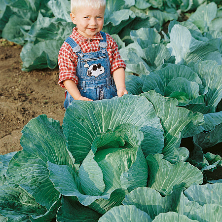 Фото Капуста белокочанная Эверест F1