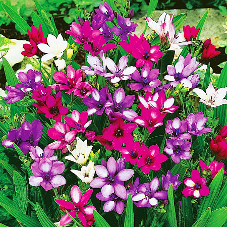 Фото Бабиана